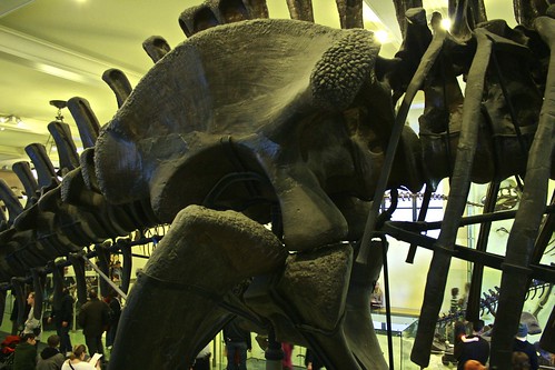5.25 - Hip Fossil