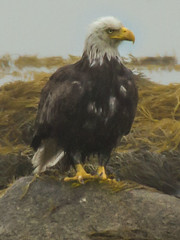 Maine Bald Eagle