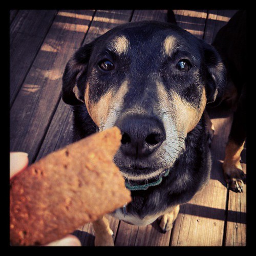 We're working on another #dogtreat #review :)