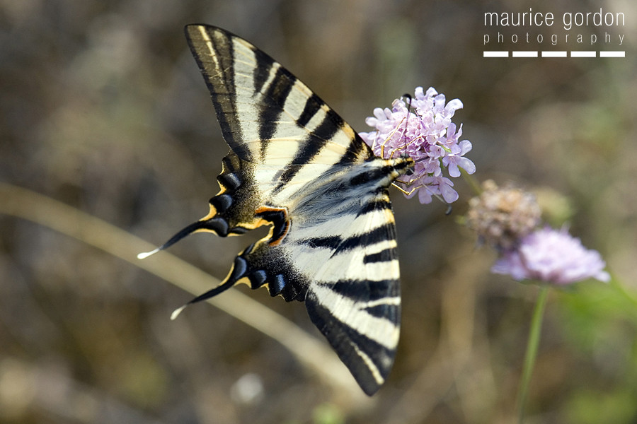 scarce swallowtail-ceret_DSC4685