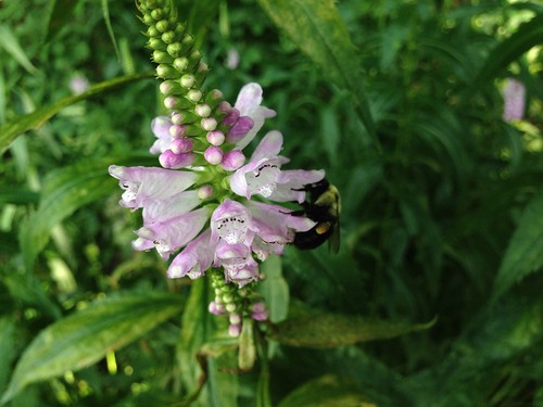 Obedient Plant and Bee
