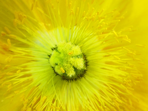 Yellow Flower Detail