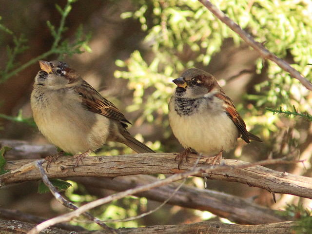 House Sparrows 20131102