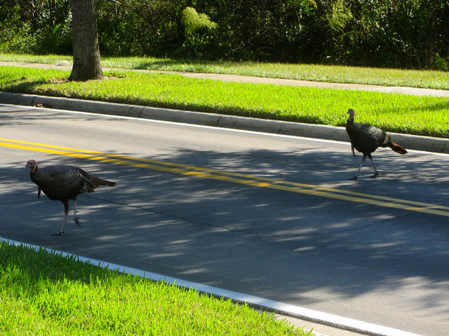 turkeys crossing the road