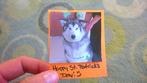frida celebrated st. patrick's day at doggie day care.