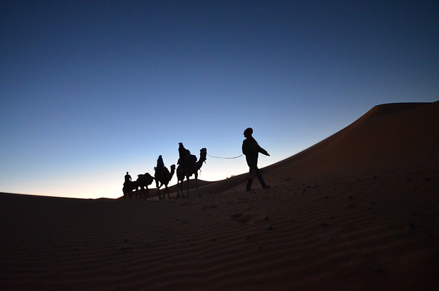 Camello al amanecer por el desierto