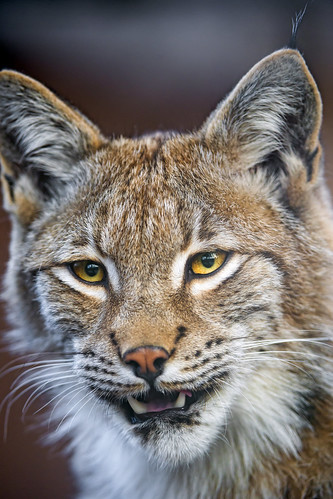 Pretty lynx with mouth a bit open by Tambako the Jaguar