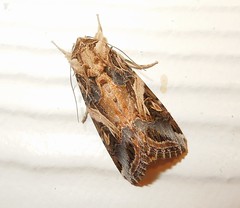 Oriental Leafworm Moth (Spodoptera litura)