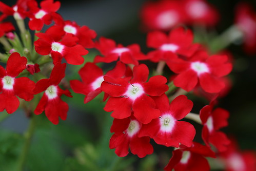 red lively flower Canon EOS 70D