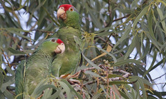 Parakeets & Parrots