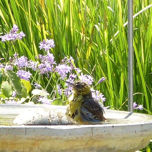 Hooded Oriole at the bird bath