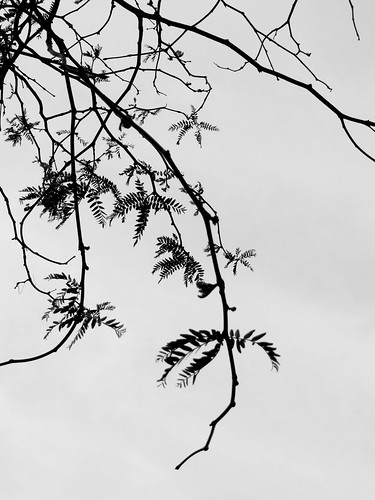 Branches and Leaves