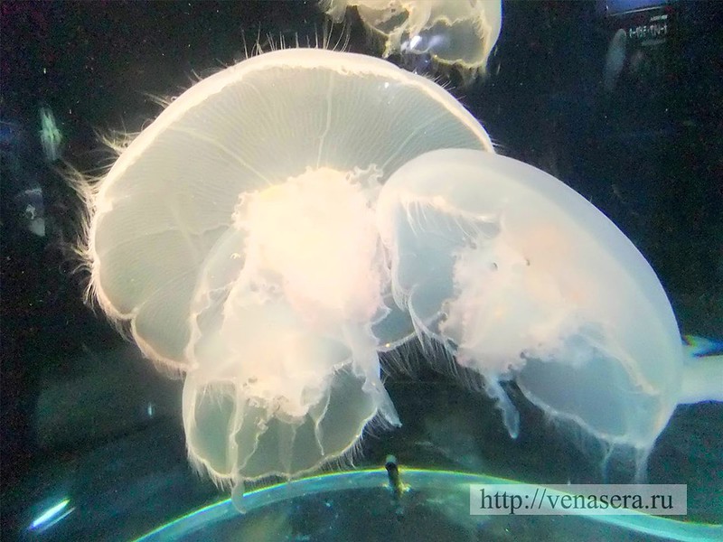 Медуза, обитающая у побережья Японии