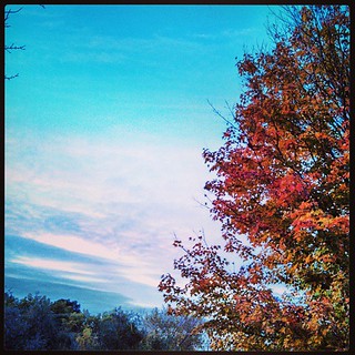 Last night #sky #tree #fall #leaves
