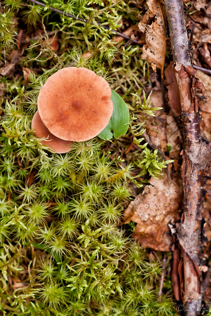 Mushroom and Moss, The Shoals Provincial Park, Ontario