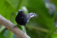 白尾藍鴝 White-tailed Blue Robin