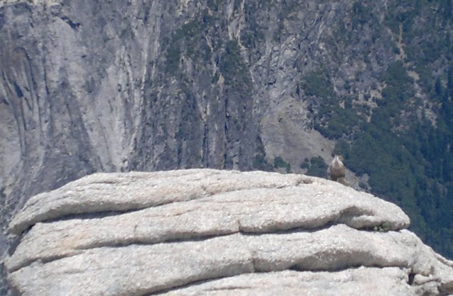 Viernes Día 12 de Julio: Yosemite (II) - 25 días por los parques nacionales del Oeste de USA: un Road Trip de 10500 kms (8)