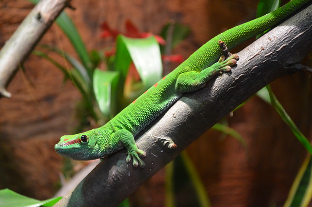 Biosphaere Potsdam gecko closeup