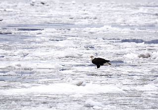 NY: Bald Eagle on the Hudson