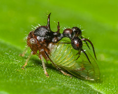 Treehoppers (Membracidae)