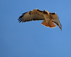 Red Tailed Hawks CO