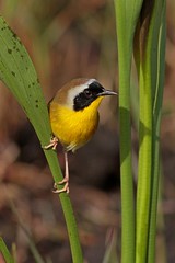 Wood-Warblers - Parulidae - Waldsänger