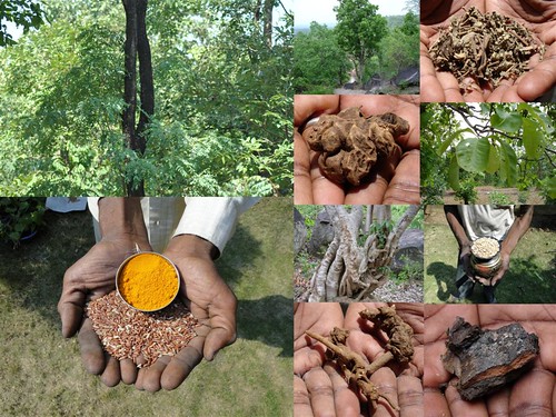 Medicinal Rice Formulations for Diabetes Complications and Heart Diseases (TH Group-10) from Pankaj Oudhia’s Medicinal Plant Database by Pankaj Oudhia
