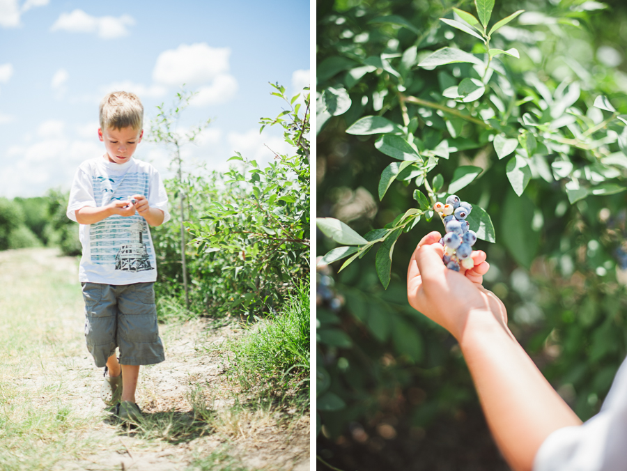 leo picking blueberries on the farm in texas