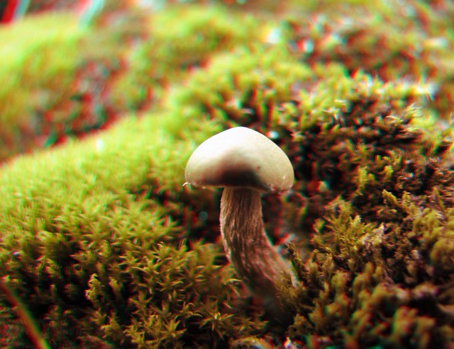 Ch1-Mushroom-RC-IMG_5044