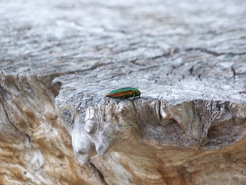 Bug on a tree stump