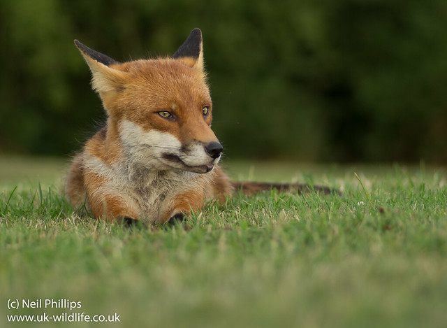 fox lying down-5