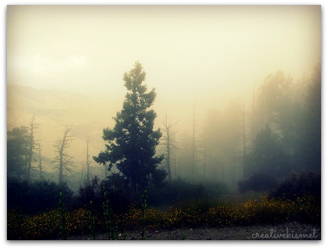 misty pines
