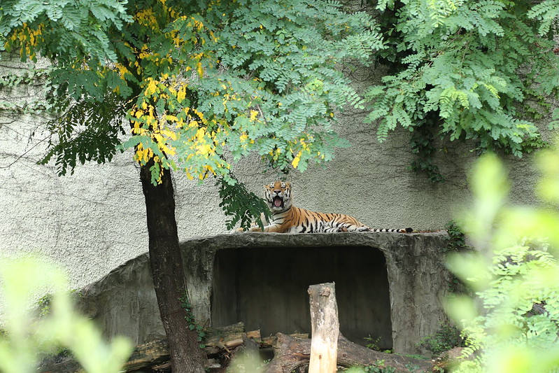 天王寺動物園のトラがおーん