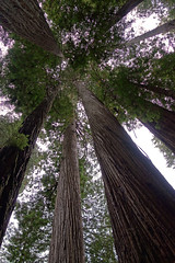 Redwoods and Sequoia Trees