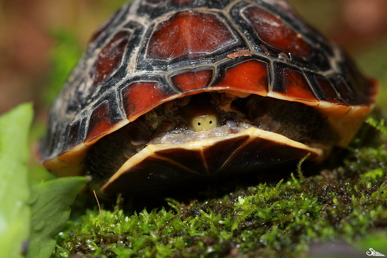 食蛇龜受到干擾時，只會縮進龜殼裡，並無抵抗能力。圖片來源：林哲安
