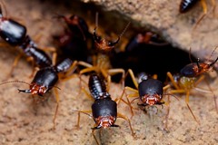 Termites (Cambodia)