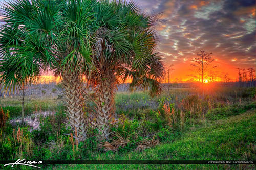Palm Trees at Sunset Palm Beach Gardens Wetlands by Captain Kimo