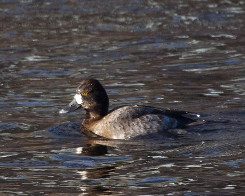 Scaup 3