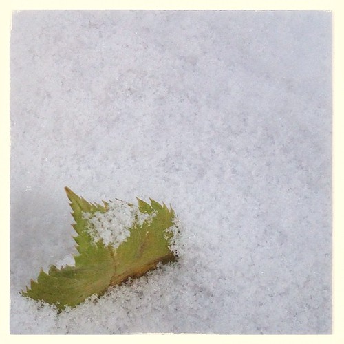 #fmsphotoaday January 25 - A taste of winter