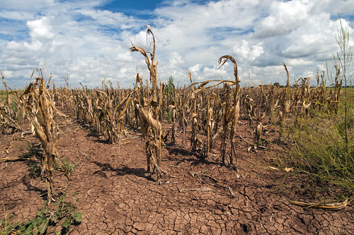 Corn shows the affect of drought in Texas on Aug. 20, 2013. USDA photo by Bob Nichols.