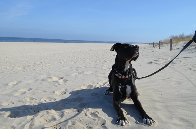 Ahlbeck beach Germany_Bailey dog shadow in the sand