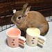 #konatsu #usagi #rabbit #instabunny #bunny #bunnyloversunite #bunniesworldwide #rabbitstagram #bunnynetwork #stuffonmyrabbit #stuffonmybunny #stuffonkonatsu #instabunny #bunstagram #bunnyworld #netherlanddwarf #bunnylove #cutie #pet #petstagram #bun #tooc