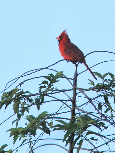 Northern Cardinal 20130527