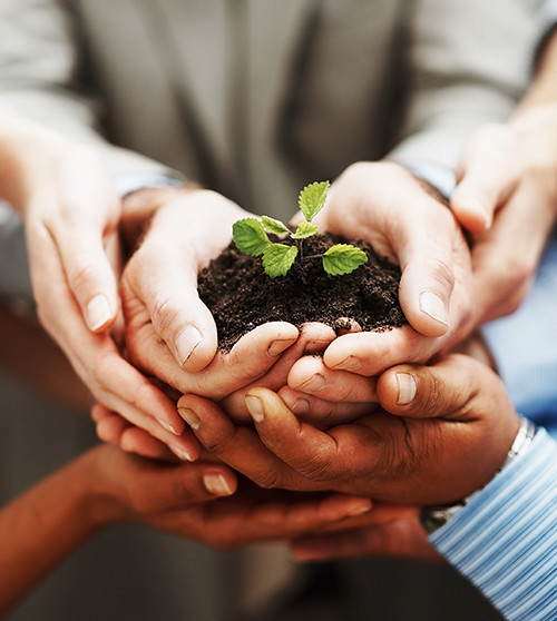 Business growth - Hands holding green plant indicating teamwork