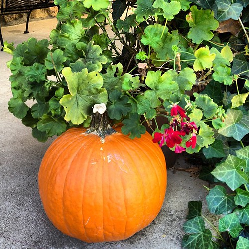 Geraniums and a pumpkin
