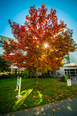 2013 autumn in campus