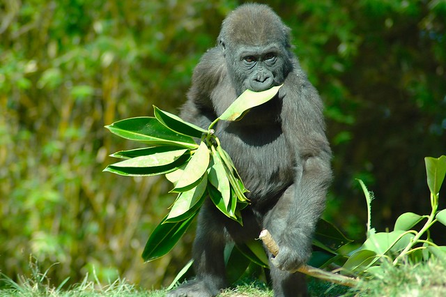 Young male gorilla in San Diego Zoo, Nov. 2004