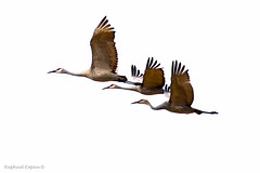 Cranes, Limpkin