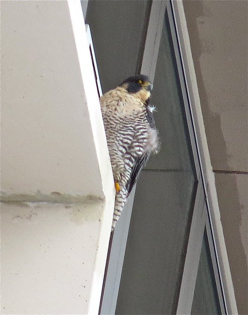 Peregrine Falcon on Manchester Hall at Illinois State University 02