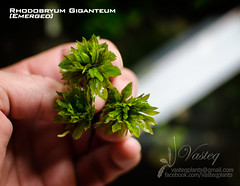 Rhodobryum Giganteum - "Palm Moss"